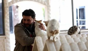 Dans la Syrie en guerre, un improbable refuge pour chats