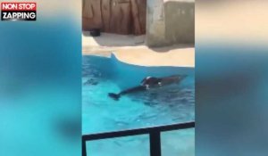 Parc Astérix : Un dauphin semble se laisser mourir sous les yeux des spectateurs (vidéo) 