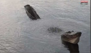 Floride : Des touristes filment de terrifiants alligators (vidéo) 