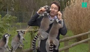 Ce reporter de la BBC a passé un sale quart d'heure avec des lémuriens