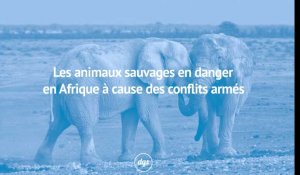 Les animaux sauvages en danger en Afrique à cause de conflits armés