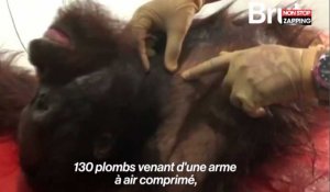 Asie : Un orang-outan attaqué à la machette et à la carabine à plombs retrouvé à Bornéo (Vidéo)