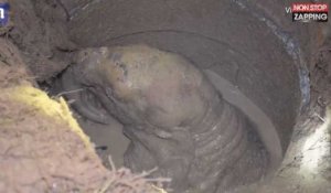 Thaïlande : L'incroyable sauvetage d'un éléphanteau coincé dans un puits (vidéo)