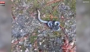 En Chine, un homme découvre un serpent à deux têtes dans un parc (vidéo)