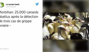 Morbihan. Grippe aviaire : 25 000 canards vont être abattus dans trois élevages.