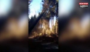 Un bûcheron abat une partie d'une forêt en coupant un arbre (Vidéo)