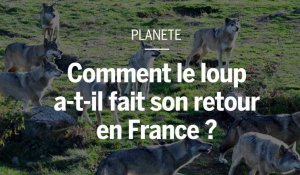 Comment le loup a-t-il fait son retour en France ? 