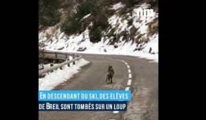 En descendant du ski, des élèves de Breil sont tombés sur un loup