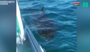 Australie : Une famille cernée par un énorme requin blanc (Vidéo)