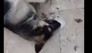 Liban : Des chiens errants empoisonnés par des employés, les terribles images (Vidéo)