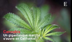 En Californie, un gigantesque marché s'ouvre pour le cannabis
