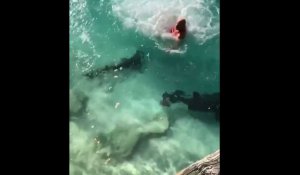 Un homme plonge au milieu d'un banc de requins (Vidéo)