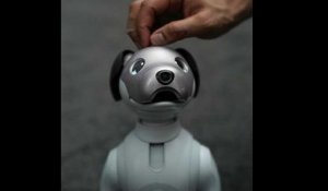 Un robot chien bientôt en vente au Japon