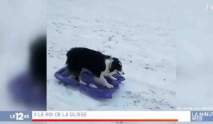 Ce chien adore faire de la luge - ZAPPING ACTU HEBDO DU 13/01/2018
