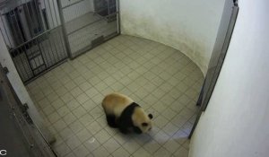 Le panda Tian Bao séparé de sa maman
