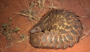 Le Pangolin menacé par le trafic et le réchauffement climatique