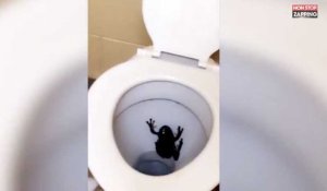 Australie : Une énorme grenouille découverte dans des toilettes (vidéo)