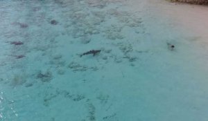 Bahamas : Un enfant se retrouve entouré par quatre requins (Vidéo)