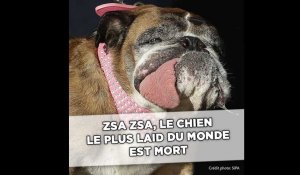 Zsa Zsa, chien le plus laid du monde, est mort