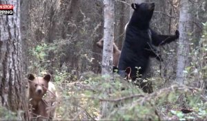 Canada : Un photographe filme une famille d'ours, mais se fait repérer (Vidéo)