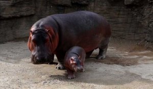 Un bébé hippopotame grande vedette d'un zoo mexicain