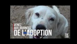 Adopte un chien avec Corse-Matin: découvrez les week-ends de l'adoption