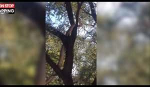 Un énorme serpent se balade dans un arbre (vidéo)