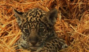 Lenca et Aloha, bébés jaguars nés au parc zoologique de Paris
