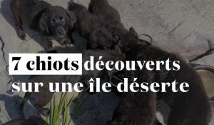 7 adorables chiots découverts sur une île déserte au Canada