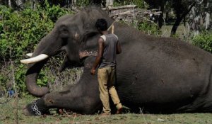 Un camp de rééducation pour les éléphants tueurs d'Inde