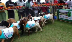 En Ouganda, les Royal Ascot se courent ... avec des chèvres !