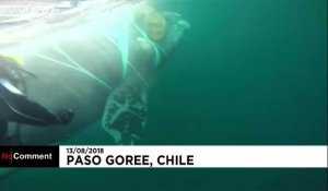 Une baleine sauvée au Chili