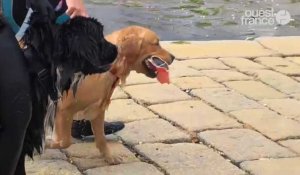 Temps Fête à Douarnenez : demonstration de chiens de sauvetage