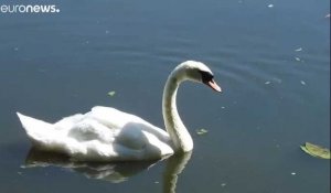 Hécatombe de poissons dans le Rhin