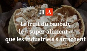 Le fruit du baobab, le « super-aliment » que les industriels s'arrachent