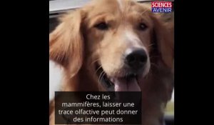 Lorsqu'ils urinent, les petits chiens tentent de paraître plus grands qu'ils ne le sont