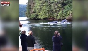 Canada : Deux baleines à bosse émergent au pied d'un chalet flottant (Vidéo)