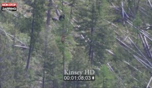 États-Unis : Une femelle ours pourchasse un mâle dans un arbre (Vidéo)
