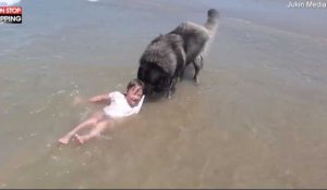 Normandie : Un chien sauve une petite fille de la noyade (Vidéo)