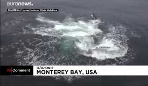 Des baleines à bosses observées en Californie