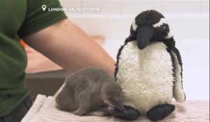 Un bébé manchot prématuré sauvé au zoo de Londres