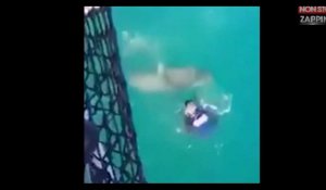Un Français attaqué par un requin à Nouméa en Nouvelle-Calédonie (vidéo)