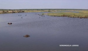 Pourchassés par des lions, 400 buffles se noyent au Botswana