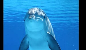 Australie. Plus de 130 dauphins meurent échoués sur une plage