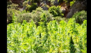 Cannabis : un relais de croissance pour l'agriculture française, selon des élus