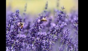 L'Union européenne interdit trois pesticides « tueurs d'abeilles »