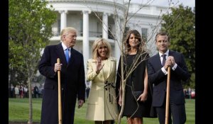 Le chêne offert par Macron à Trump a été retiré