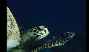 Madagascar. Huit enfants décèdent après avoir mangé une tortue de mer