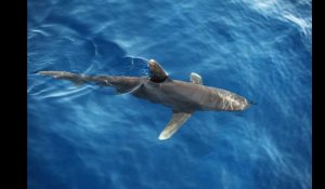 Gard. Ils sauvent un bébé requin bleu échoué au Grau-du-Roi