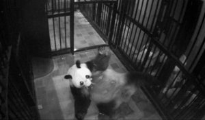 Japon. Le bébé panda né au zoo de Tokyo est une fille !